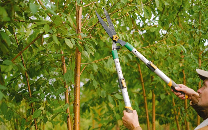 Tree trimming in Attica, NY
